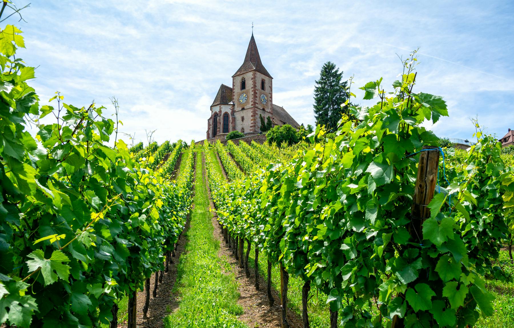 French vineyards: Alsace wine, Languedoc wine, Loire wine, Rhône wine - U'wine